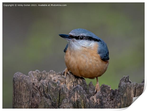 Nuthatch perched on a post Print by Vicky Outen