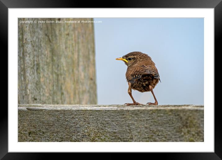 An adorable just fledged wren standing on a fence, Bempton Cliffs, East Yorkshire Framed Mounted Print by Vicky Outen