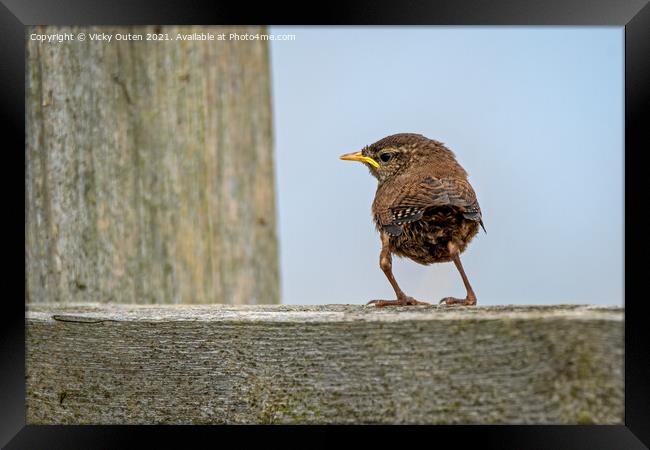An adorable just fledged wren standing on a fence, Bempton Cliffs, East Yorkshire Framed Print by Vicky Outen