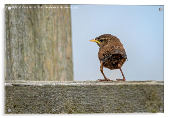 An adorable just fledged wren standing on a fence, Bempton Cliffs, East Yorkshire Acrylic by Vicky Outen