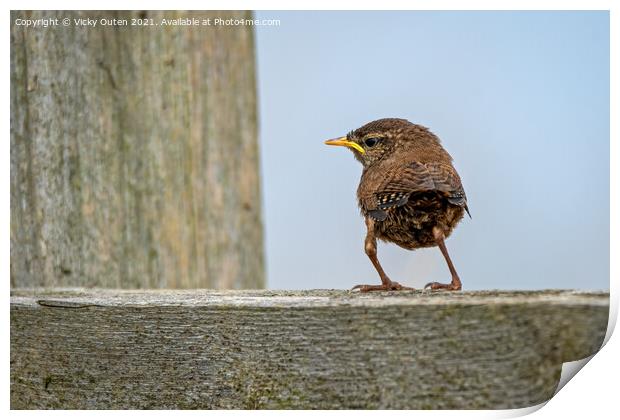 An adorable just fledged wren standing on a fence, Bempton Cliffs, East Yorkshire Print by Vicky Outen