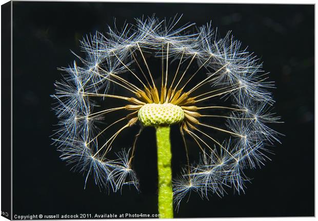 snowflake dandelion Canvas Print by russell adcock