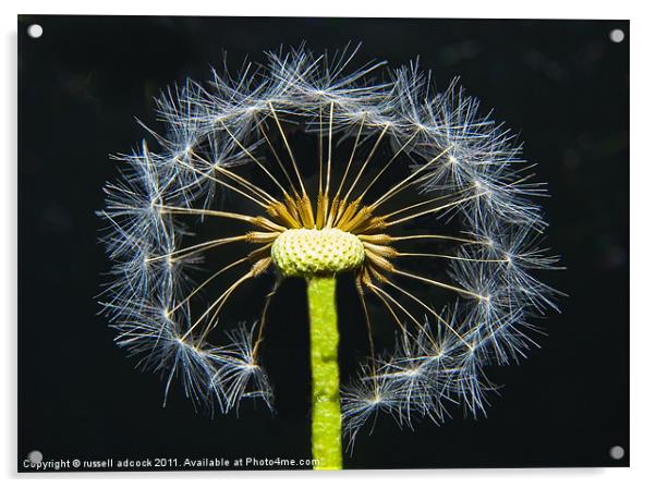 snowflake dandelion Acrylic by russell adcock