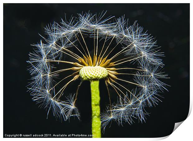 snowflake dandelion Print by russell adcock