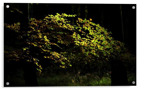 Sunlit Beech Leaves Acrylic by Simon Johnson