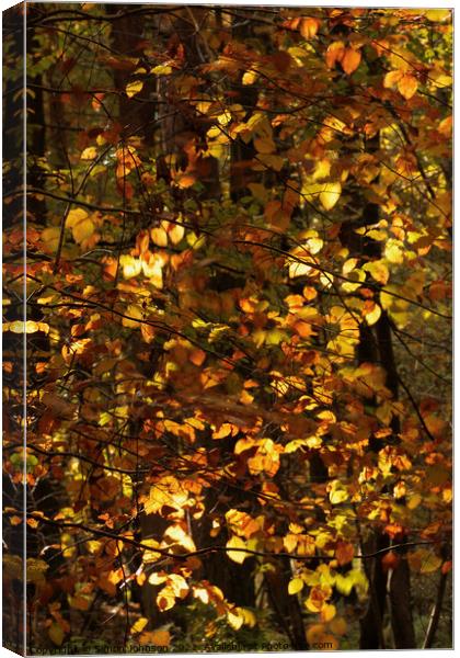 Sunlit Beech Leaves Canvas Print by Simon Johnson