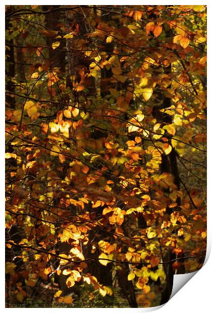 Sunlit Beech Leaves Print by Simon Johnson