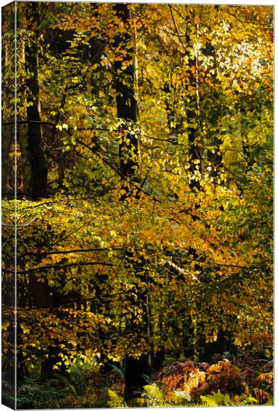 sunlit Beech Leaves Canvas Print by Simon Johnson