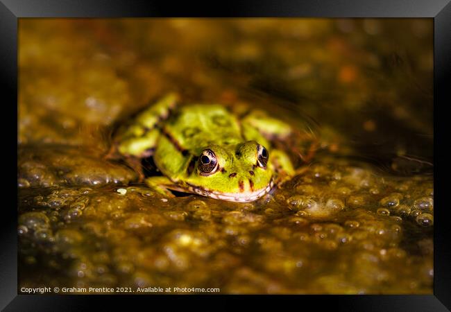 Marsh Frog (Pelophylax ridibundus)  Framed Print by Graham Prentice