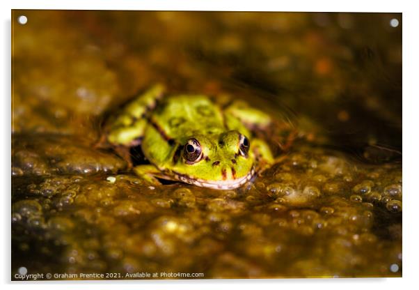 Marsh Frog (Pelophylax ridibundus)  Acrylic by Graham Prentice