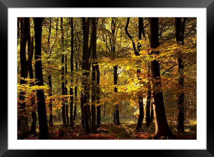 Sunlit autumn Woodland  Framed Mounted Print by Simon Johnson
