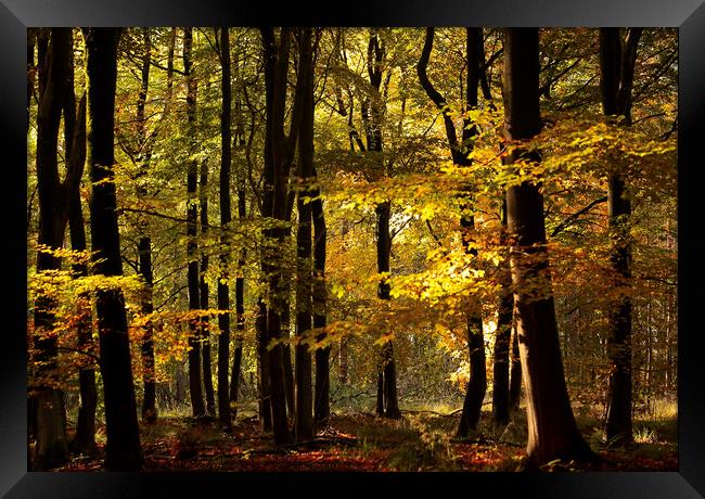 Sunlit autumn Woodland  Framed Print by Simon Johnson