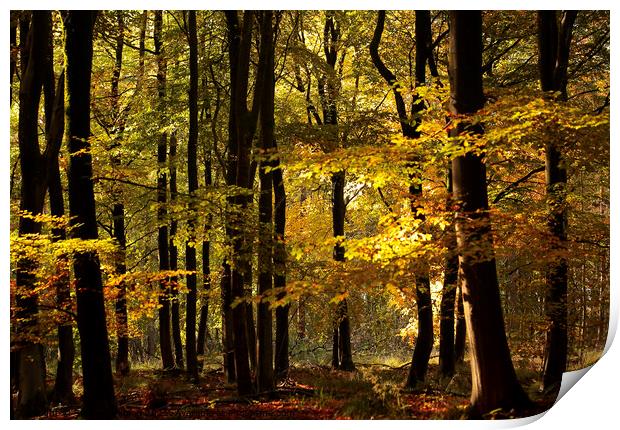 Sunlit autumn Woodland  Print by Simon Johnson