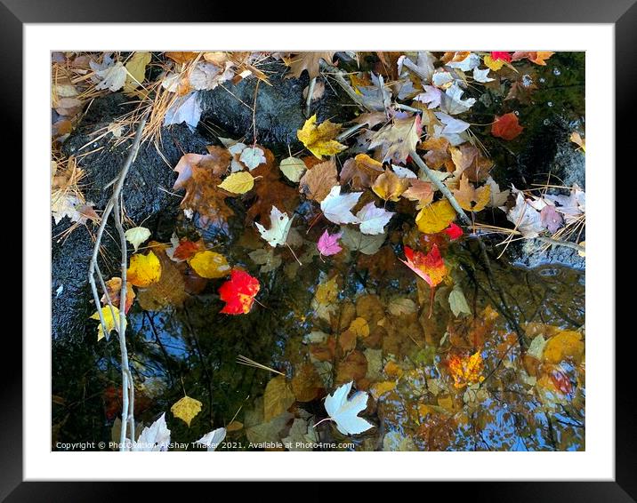 Tranquil autumn colorful leaves background Framed Mounted Print by PhotOvation-Akshay Thaker