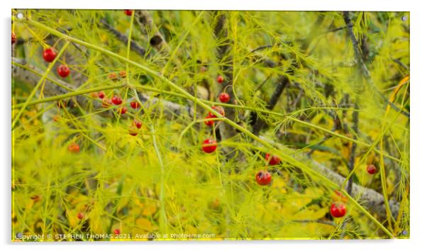 Wild Asparagus Berries Acrylic by STEPHEN THOMAS