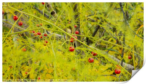 Wild Asparagus Berries Print by STEPHEN THOMAS