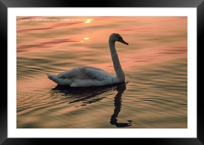Swan looking for food around sunset time Framed Mounted Print by Derek Daniel