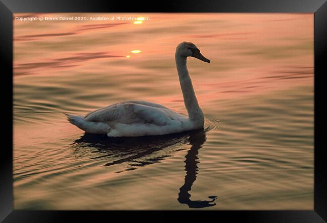 Swan looking for food around sunset time Framed Print by Derek Daniel