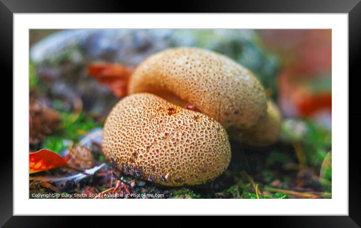 Common Earth Ball  Framed Mounted Print by GJS Photography Artist