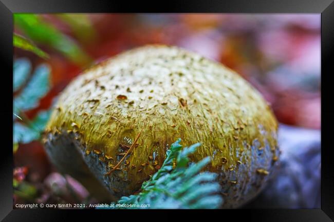 Common Earth Ball  Framed Print by GJS Photography Artist