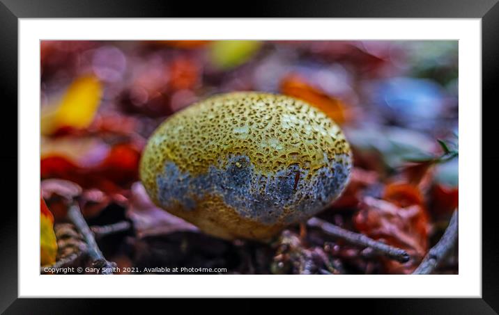 Common Earth Ball Framed Mounted Print by GJS Photography Artist