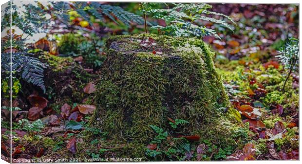 Tree Stump with Green Hair! Canvas Print by GJS Photography Artist