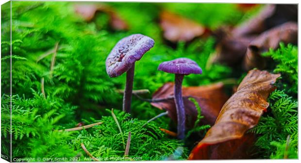 Amethyst Deceiver Canvas Print by GJS Photography Artist