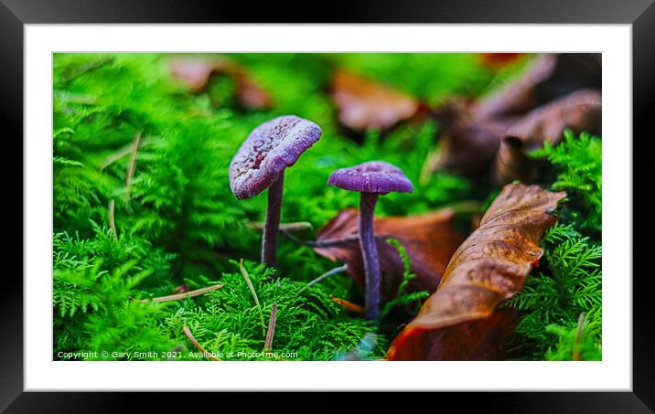 Amethyst Deceiver Framed Mounted Print by GJS Photography Artist