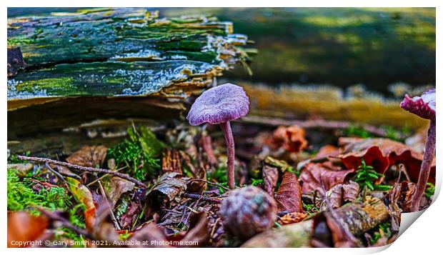 Amethyst Deceiver  Print by GJS Photography Artist