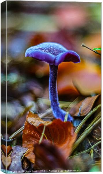 Amethyst Deceiver  Canvas Print by GJS Photography Artist