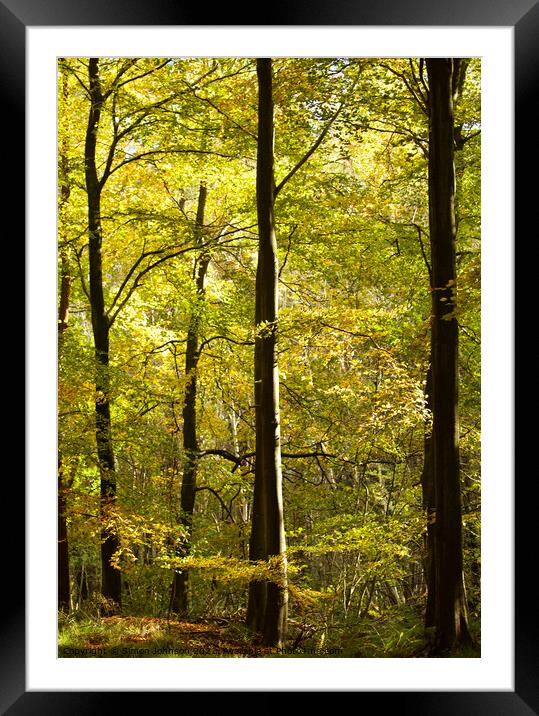 Woodland Framed Mounted Print by Simon Johnson