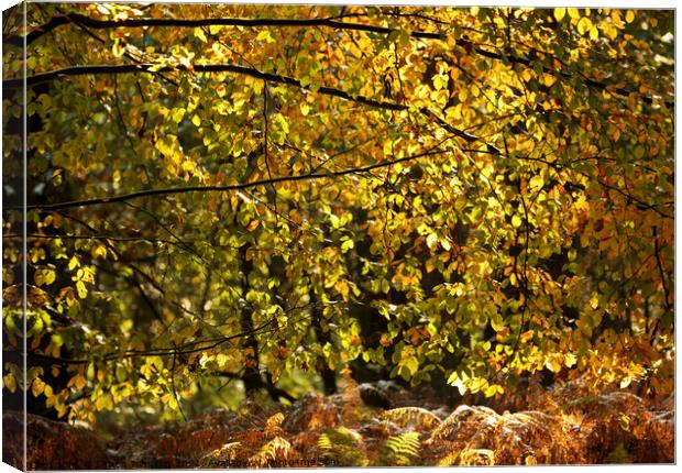 Autumn Leaf Curtain Canvas Print by Simon Johnson