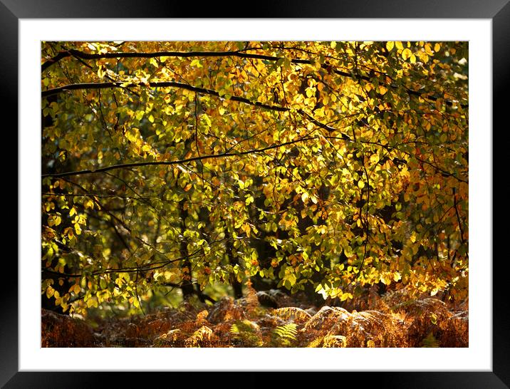 Autumn Leaf Curtain Framed Mounted Print by Simon Johnson