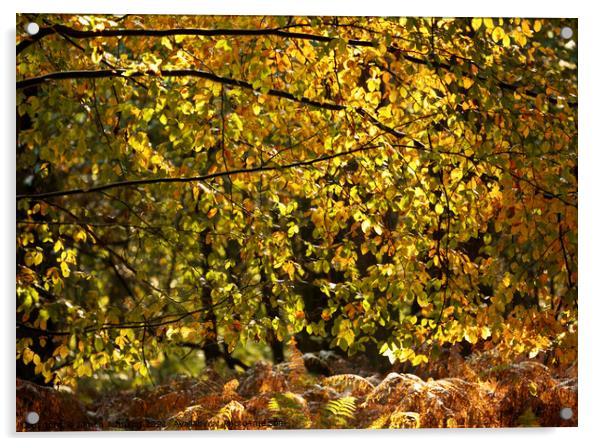 Autumn Leaf Curtain Acrylic by Simon Johnson