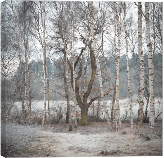 Winter woodland Canvas Print by Jason Thompson