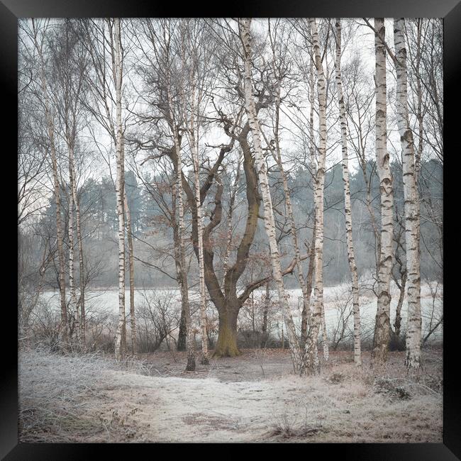 Winter woodland Framed Print by Jason Thompson