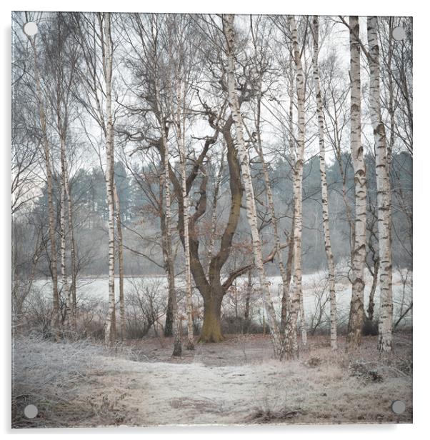 Winter woodland Acrylic by Jason Thompson