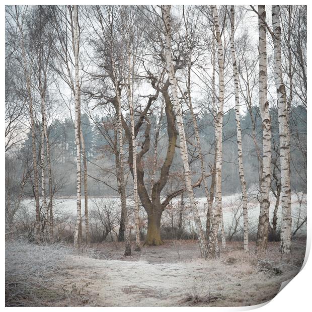 Winter woodland Print by Jason Thompson