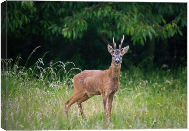 A deer standing on a lush green field Canvas Print by Jason Thompson
