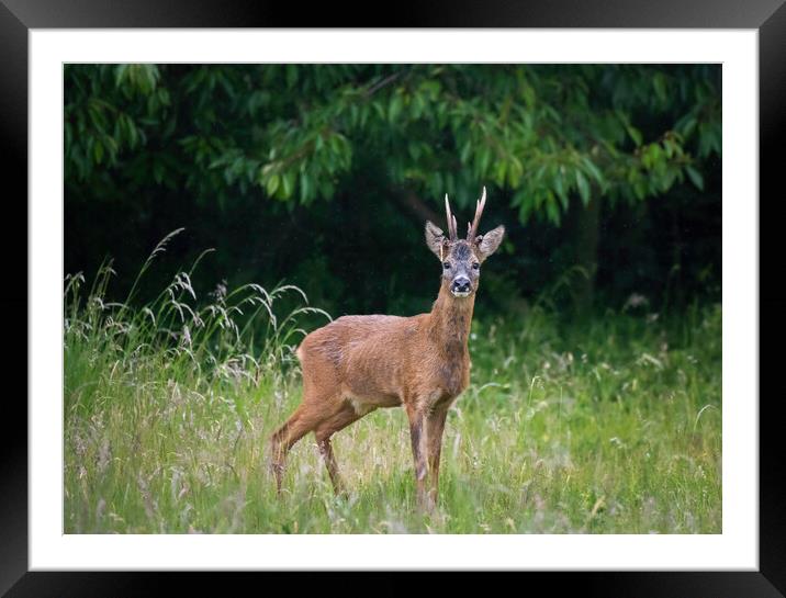 A deer standing on a lush green field Framed Mounted Print by Jason Thompson