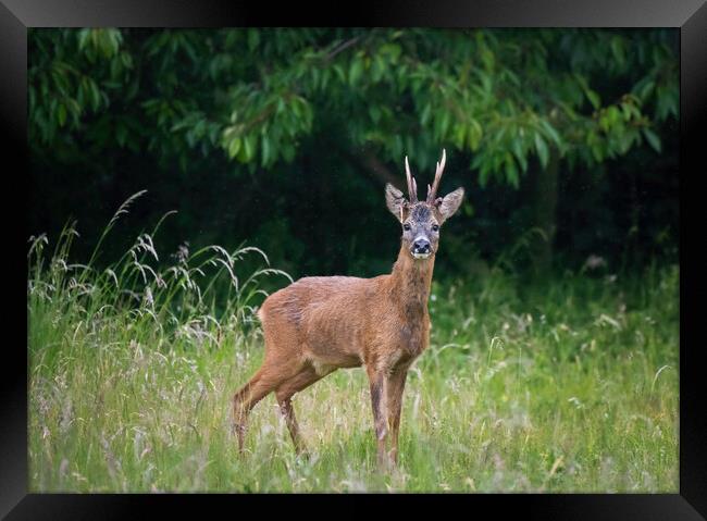 A deer standing on a lush green field Framed Print by Jason Thompson