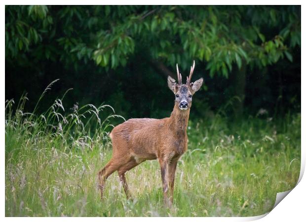 A deer standing on a lush green field Print by Jason Thompson