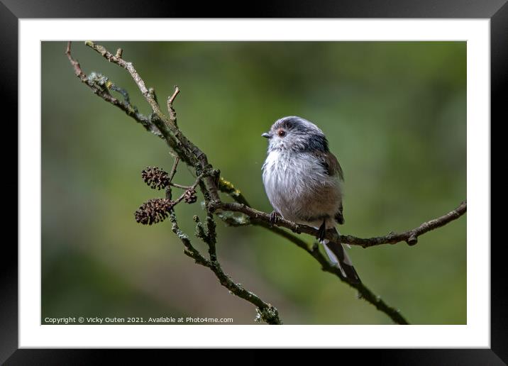 Long tailed tit perched on a tree branch Framed Mounted Print by Vicky Outen