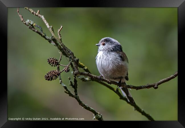 Long tailed tit perched on a tree branch Framed Print by Vicky Outen
