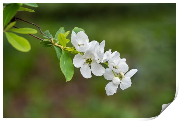 Exochorda Racemosa Pearlbush Flower Print by Artur Bogacki