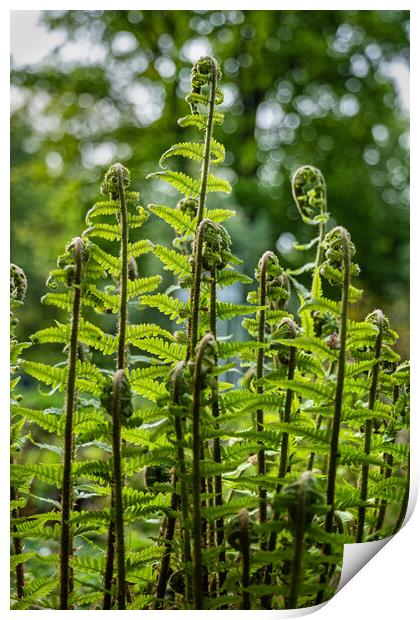 Common Lady Fern Print by Artur Bogacki