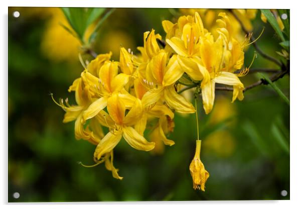 Rhododendron Luteum Sweet Yellow Azalea Flower Acrylic by Artur Bogacki