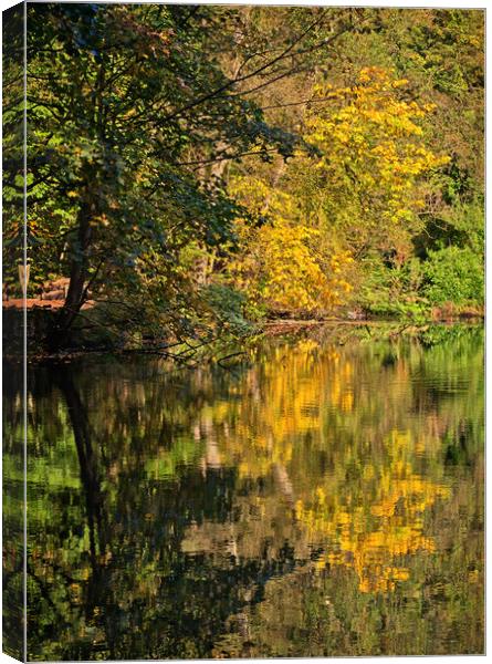 Reflections of Autumn Canvas Print by David McCulloch
