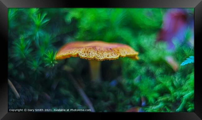Orange Grisette Mushroom Framed Print by GJS Photography Artist