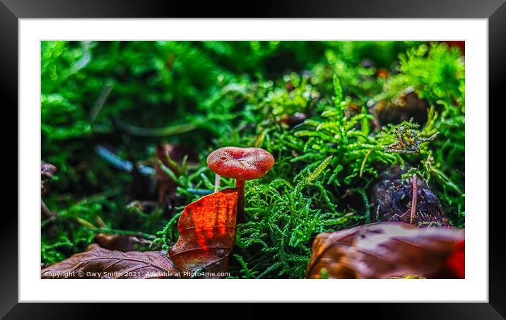 Scarlet Waxcap in Haircap Moss and Autumn Leaf  Framed Mounted Print by GJS Photography Artist